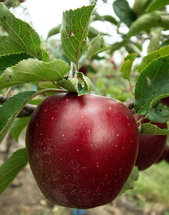 Red apple on tree